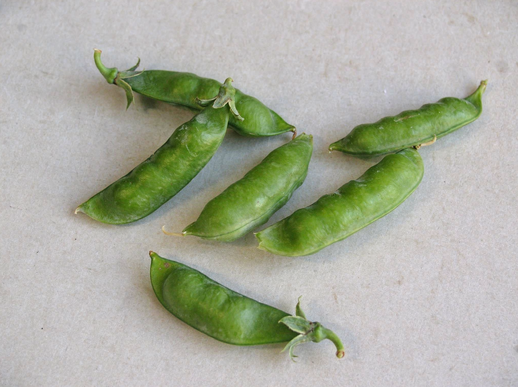 Garden pea — hero (AI-generated reference image)